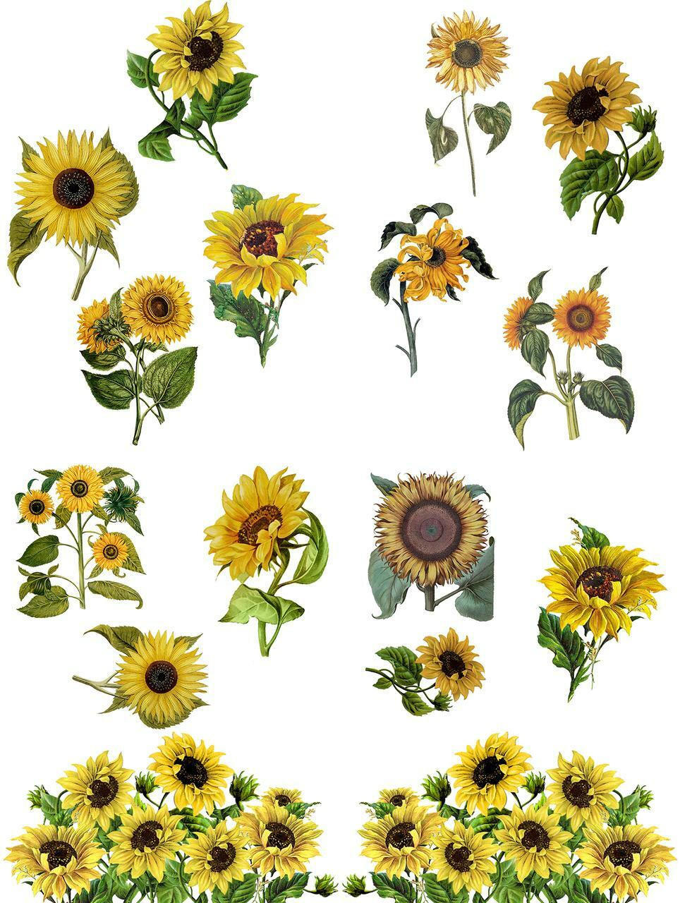 Sunflowers - Transfer